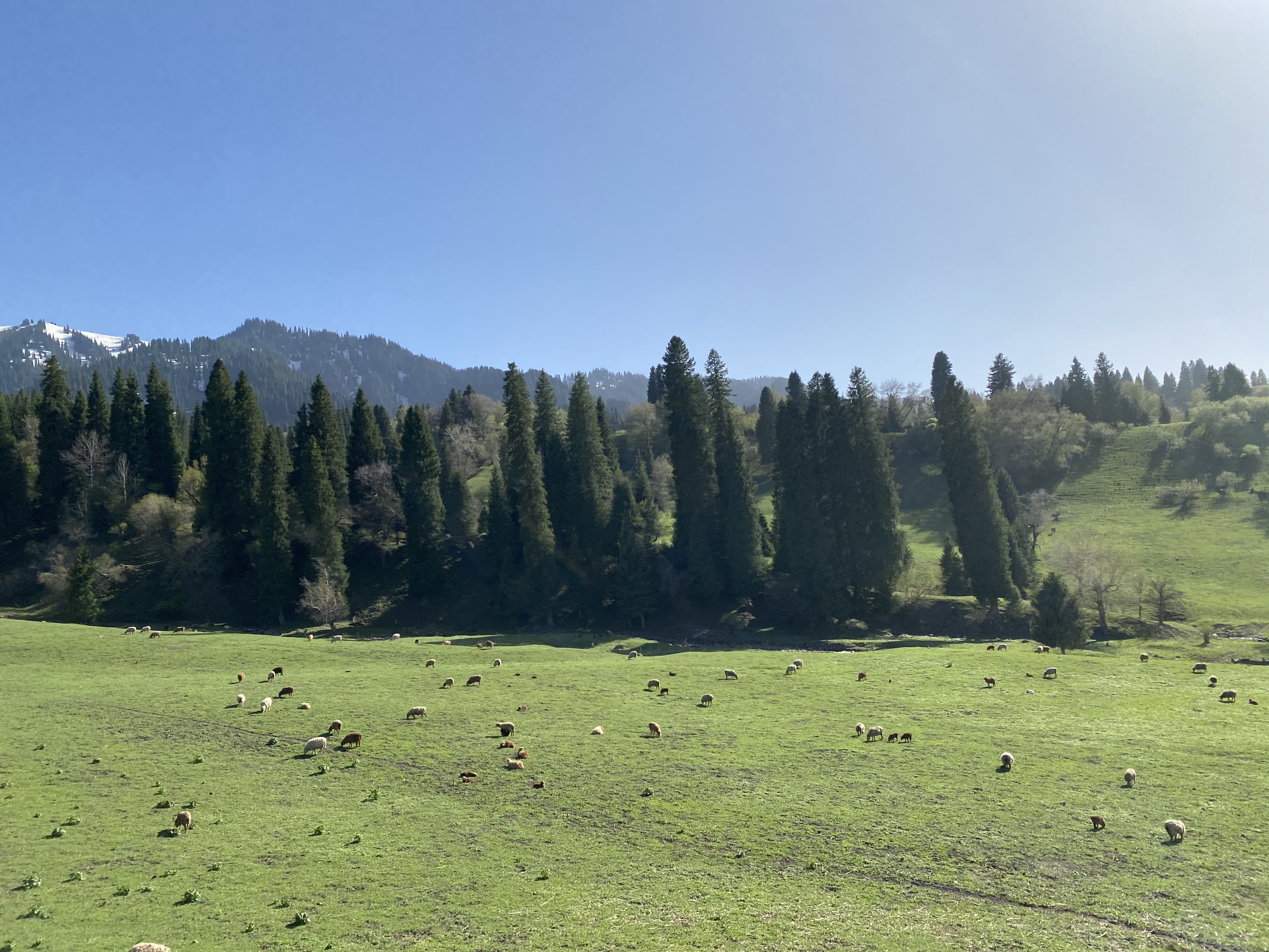 那拉提草原牛羊